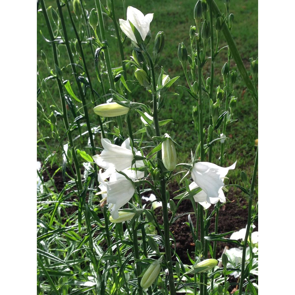Campanula persicifolia Alba - Prachtklokje