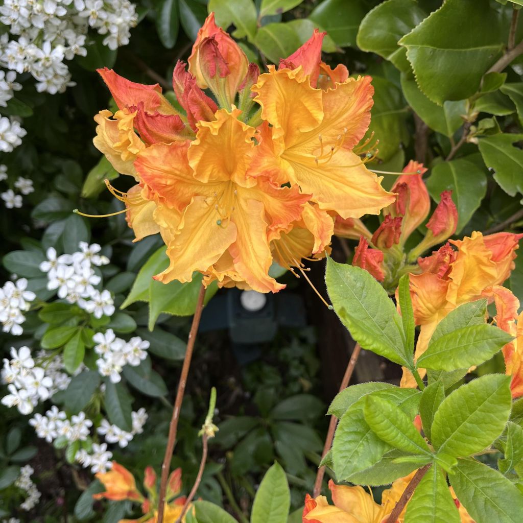 Rhododendron mollis Demoiselles de Boutiguery Idylla - Bladverliezende Azalea