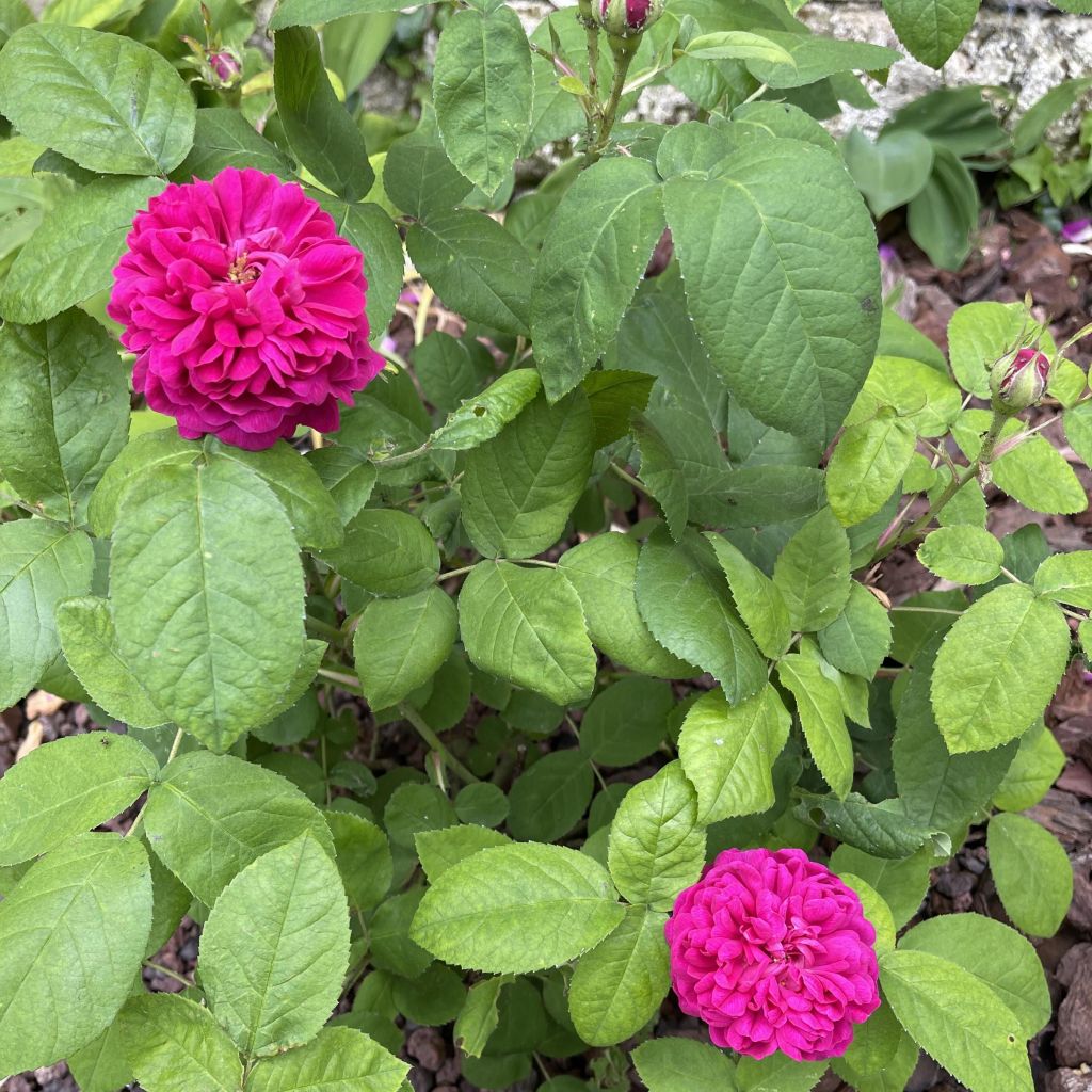 Rosa Damastroos - Damascener roos