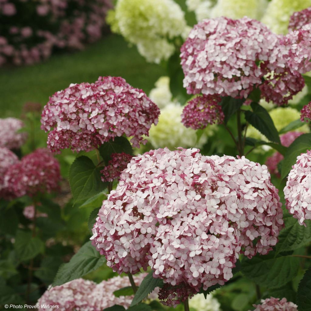 Hydrangea arborescens Sweet Annabelle - sneeuwballenhortensia