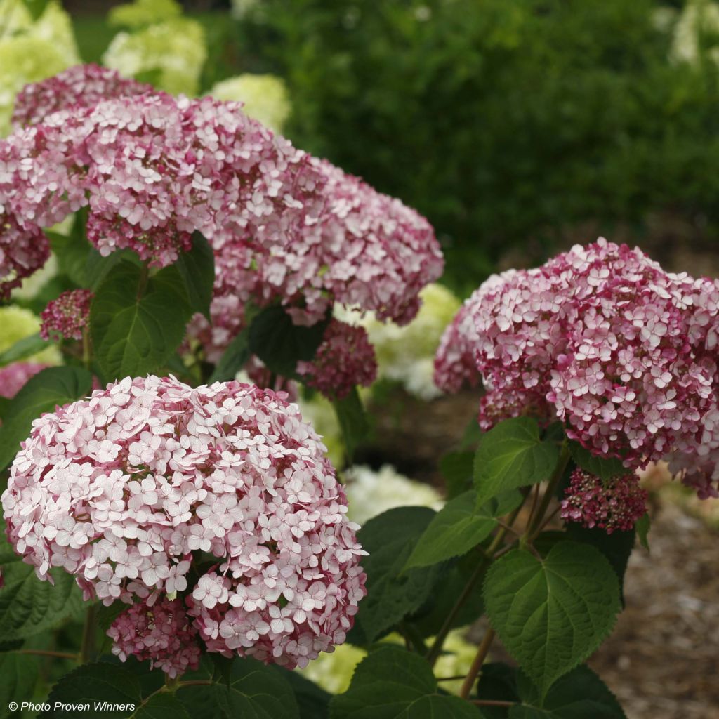 Hydrangea arborescens Sweet Annabelle - sneeuwballenhortensia