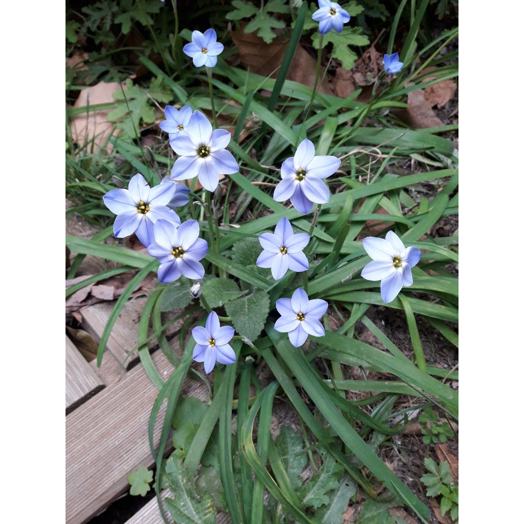 Ipheion Rolf Fiedler - Oude wijfjes