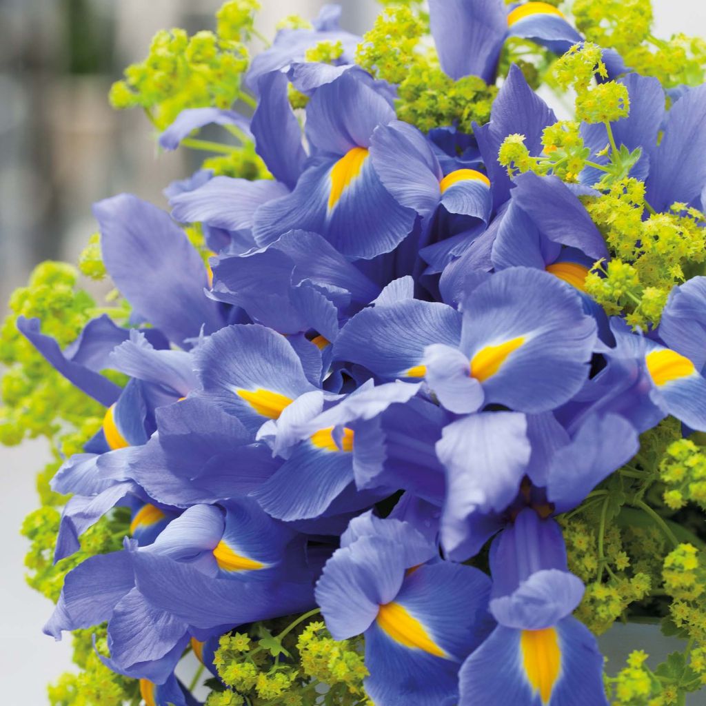 Iris hollandica Professor Blaauw - Hollandse iris