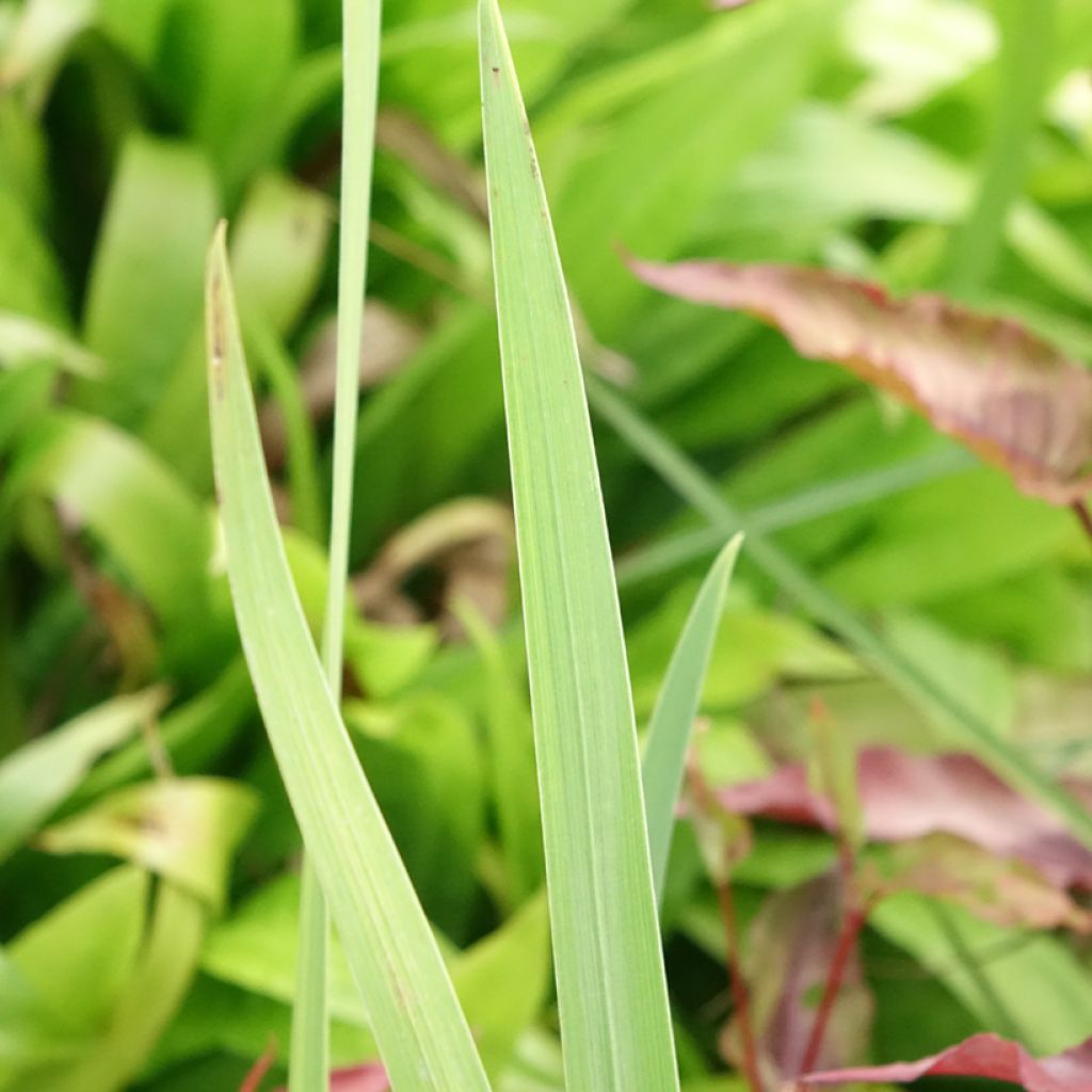 Iris ensata Sea of Amethyst - Japanse iris