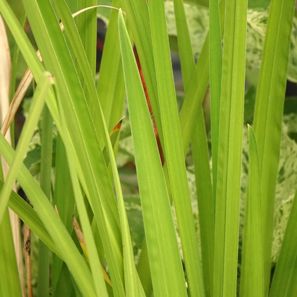 Iris ensata Dinner Plate Ice Cream - Japanse iris