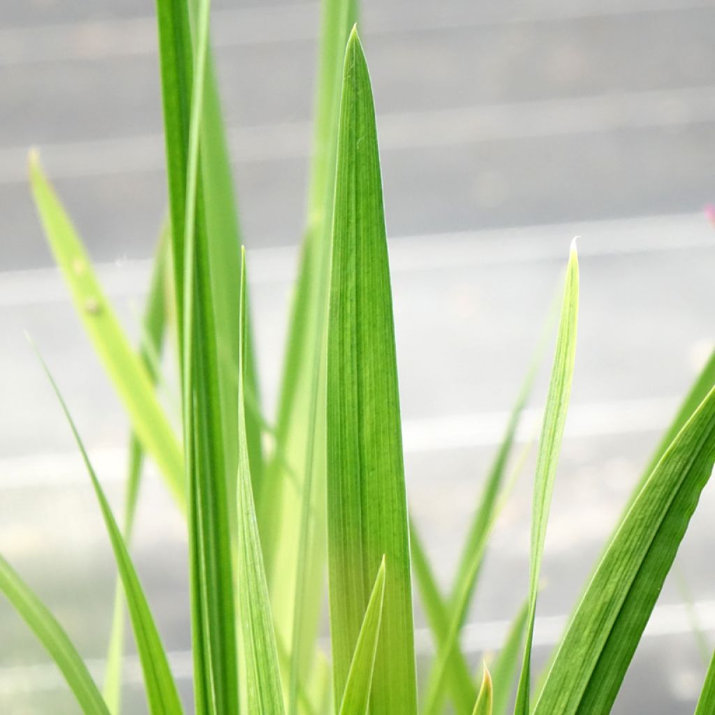 Iris ensata Dinner Plate Jell-O - Japanse iris