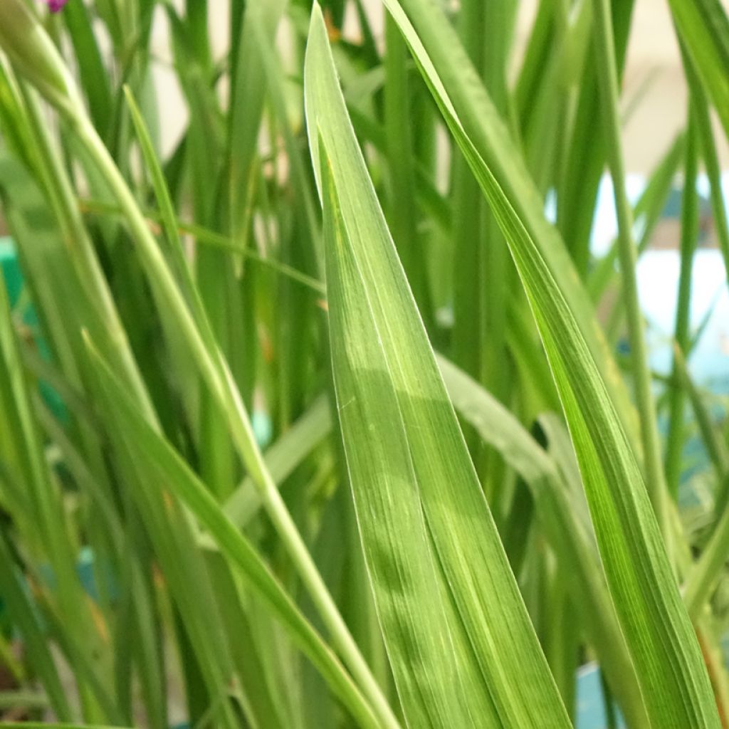 Iris ensata Dinner Plate Tiramisu - Japanse iris