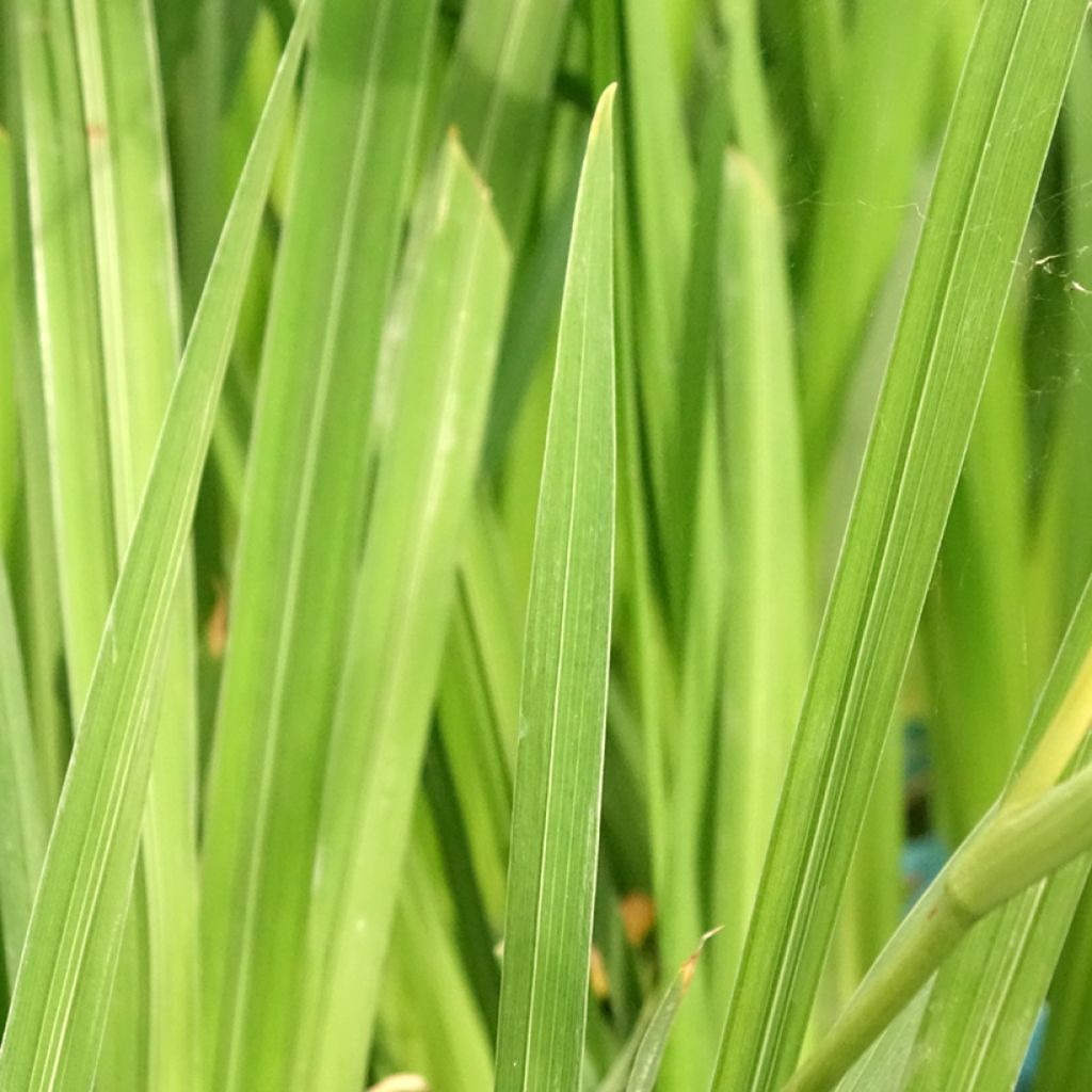 Iris ensata White Ladies - Japanse iris