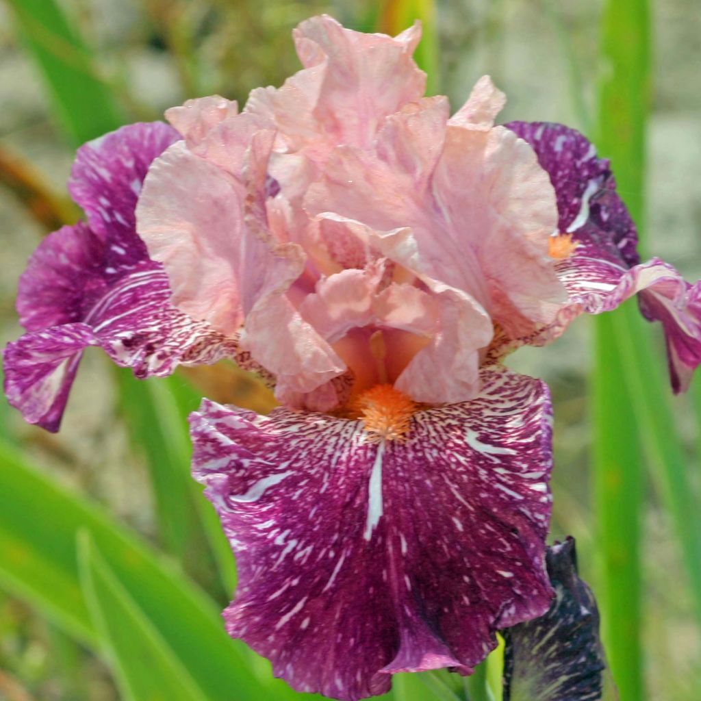 Iris germanica Anaconda Love - Baardiris