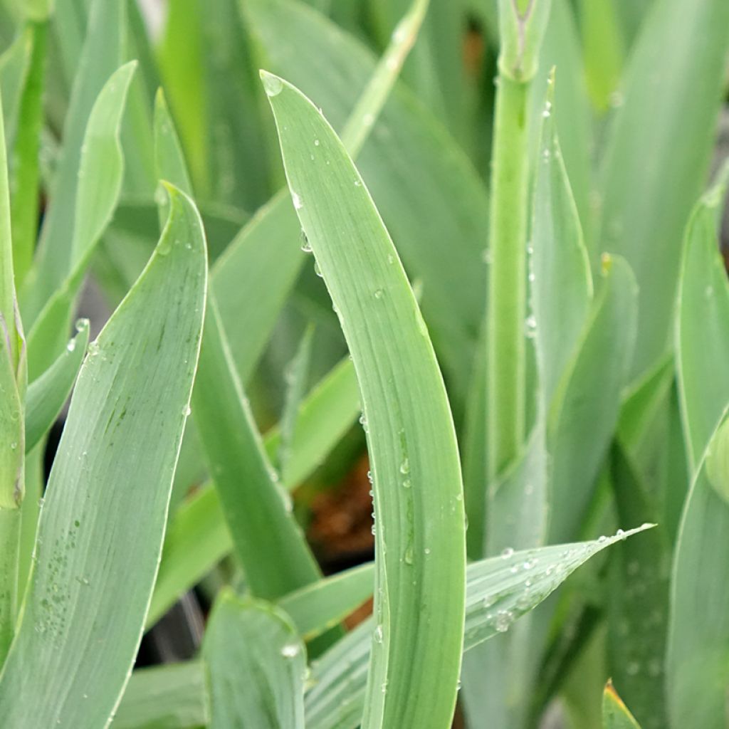 Iris germanica Black Knight - Baardiris