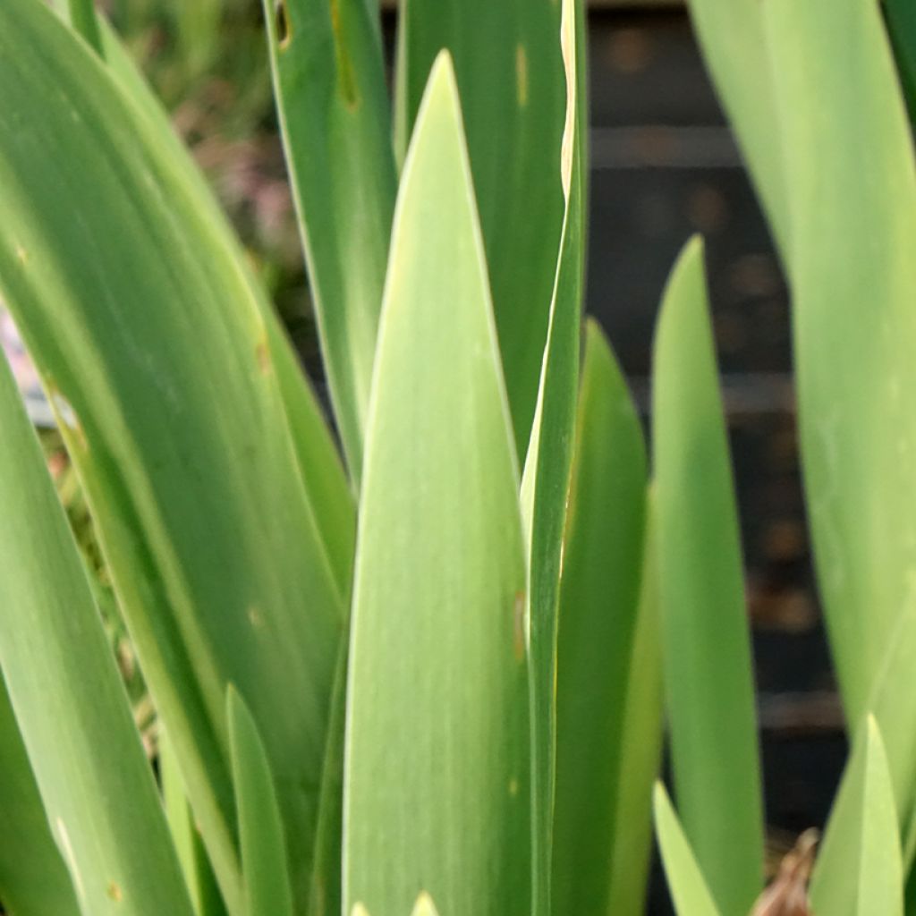Iris germanica Crinoline - Baardiris