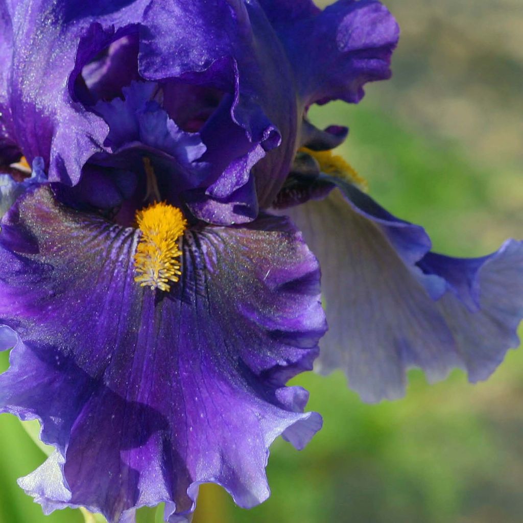 Iris germanica Deep Dark Secret - Baardiris