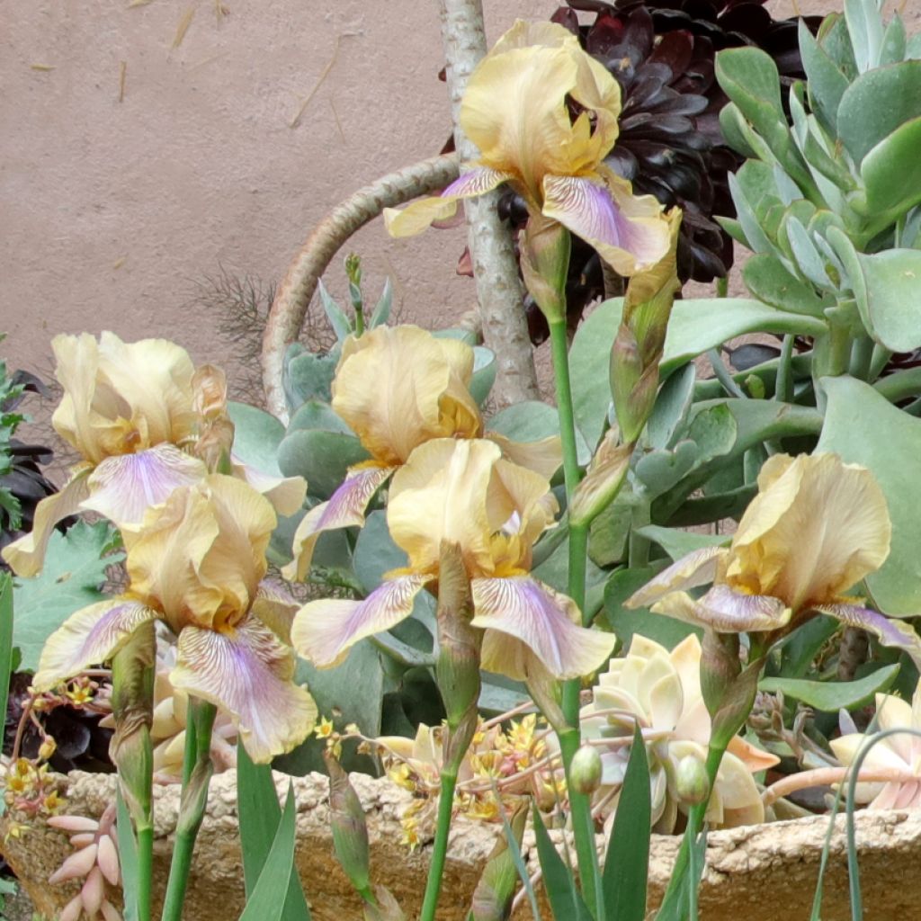 Iris germanica Evolution - Baardiris