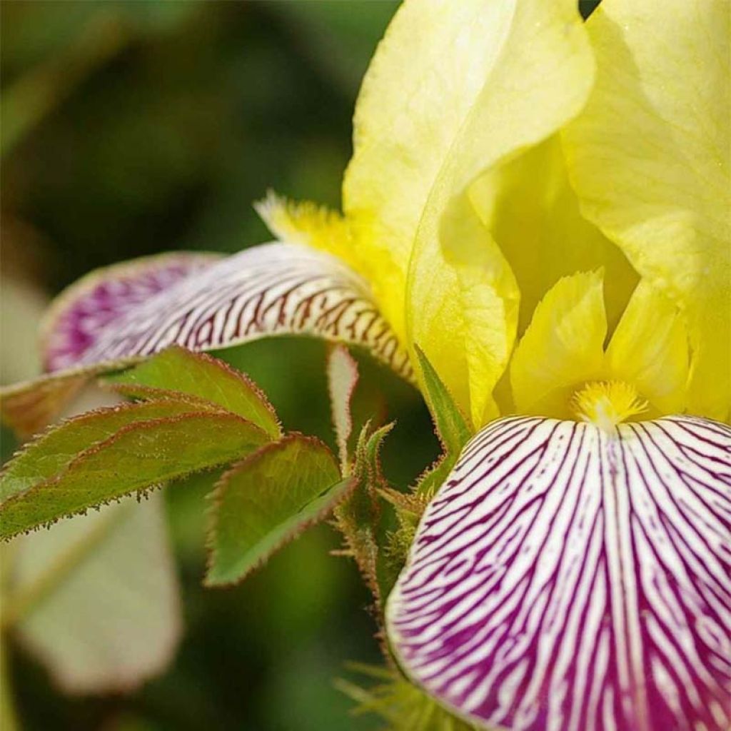 Iris germanica Gracchus - Baardiris