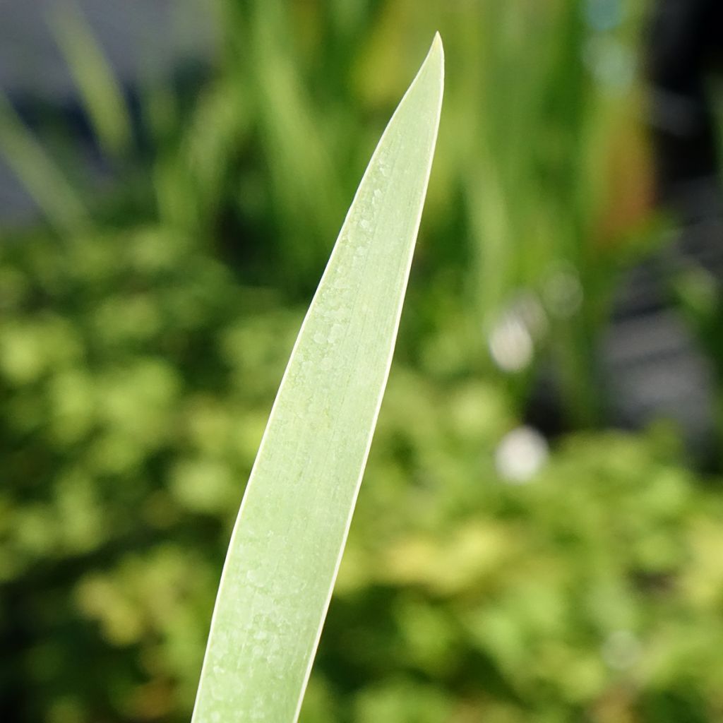 Iris germanica Hello Darling - Baardiris