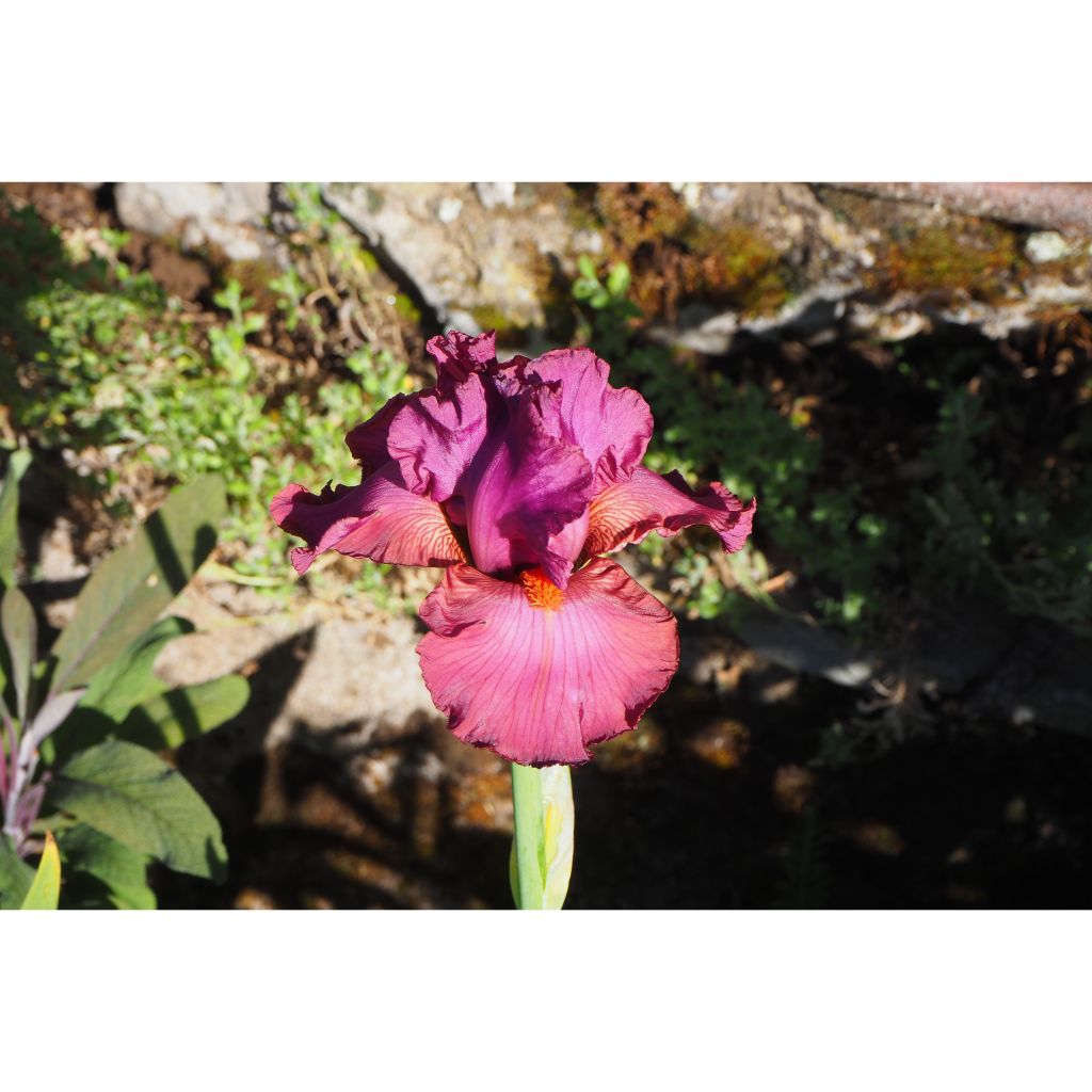 Iris germanica Ruby Mine - Baardiris