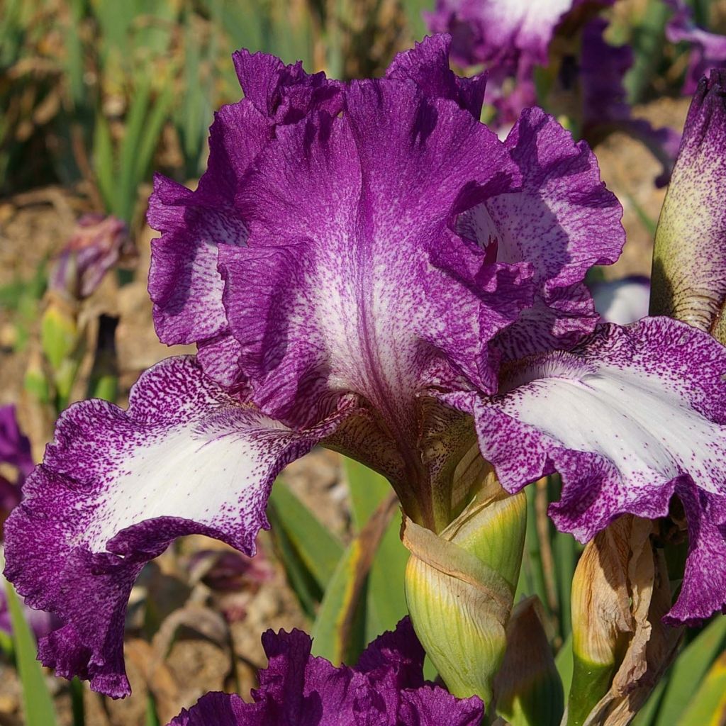 Iris germanica Mariposa Autumn - Baardiris