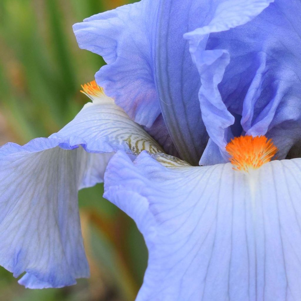 Iris germanica rincesse Caroline de Monaco - Baardiris