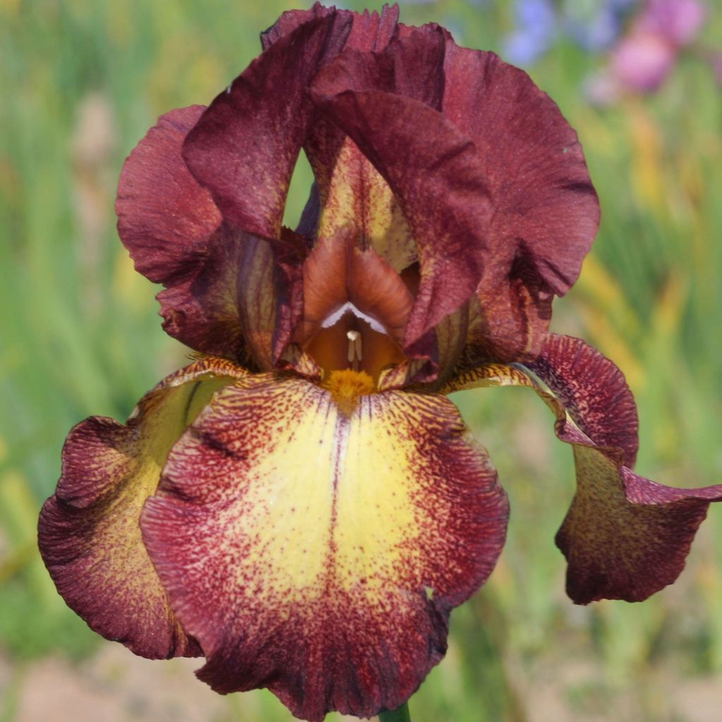 Iris germanica Provençal - Baardiris