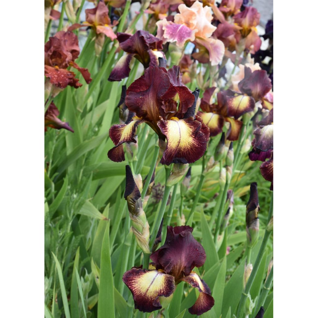 Iris germanica Provençal - Baardiris