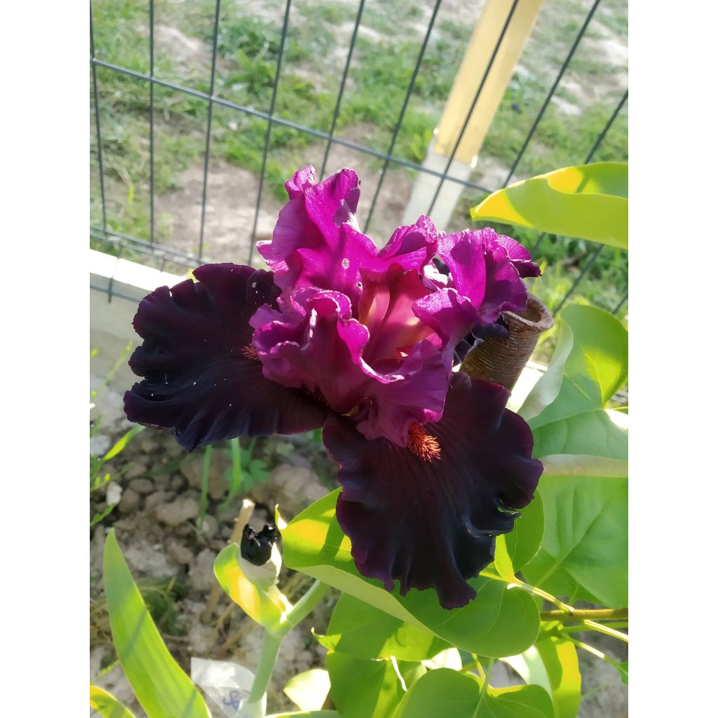 Iris germanica Saturn - Baardiris