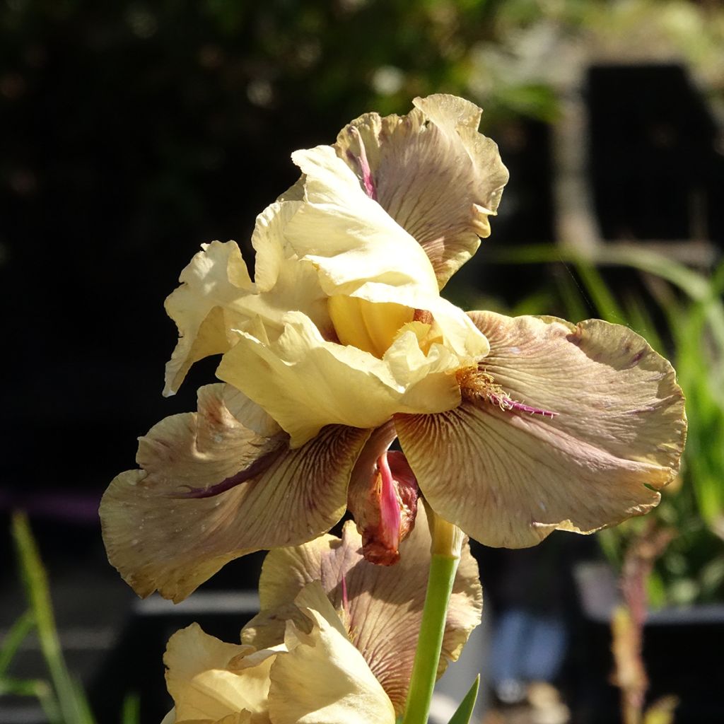 Iris germanica Thornbird - Baardiris