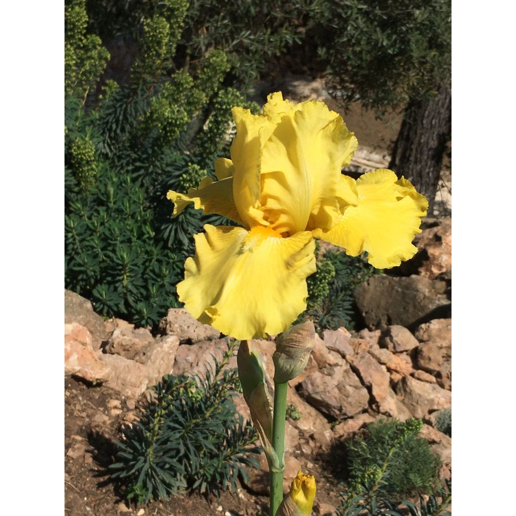 Iris germanica Total Recall - Baardiris