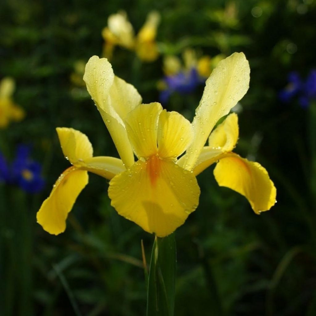 Iris hollandica Royal Yellow - Hollandse iris