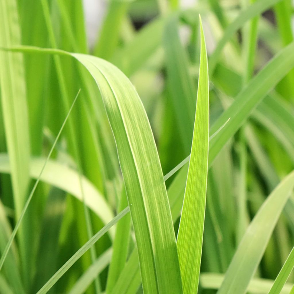 Iris laevigata Rose Queen - Japanse iris