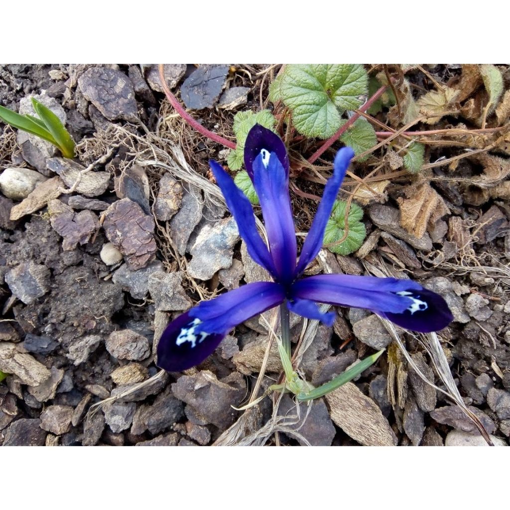 Iris reticulata Blue Note - Netiris
