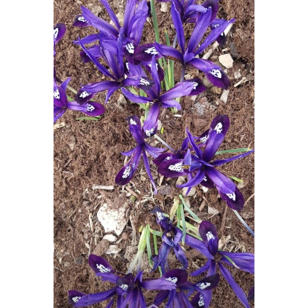 Iris reticulata Dijt - Netiris