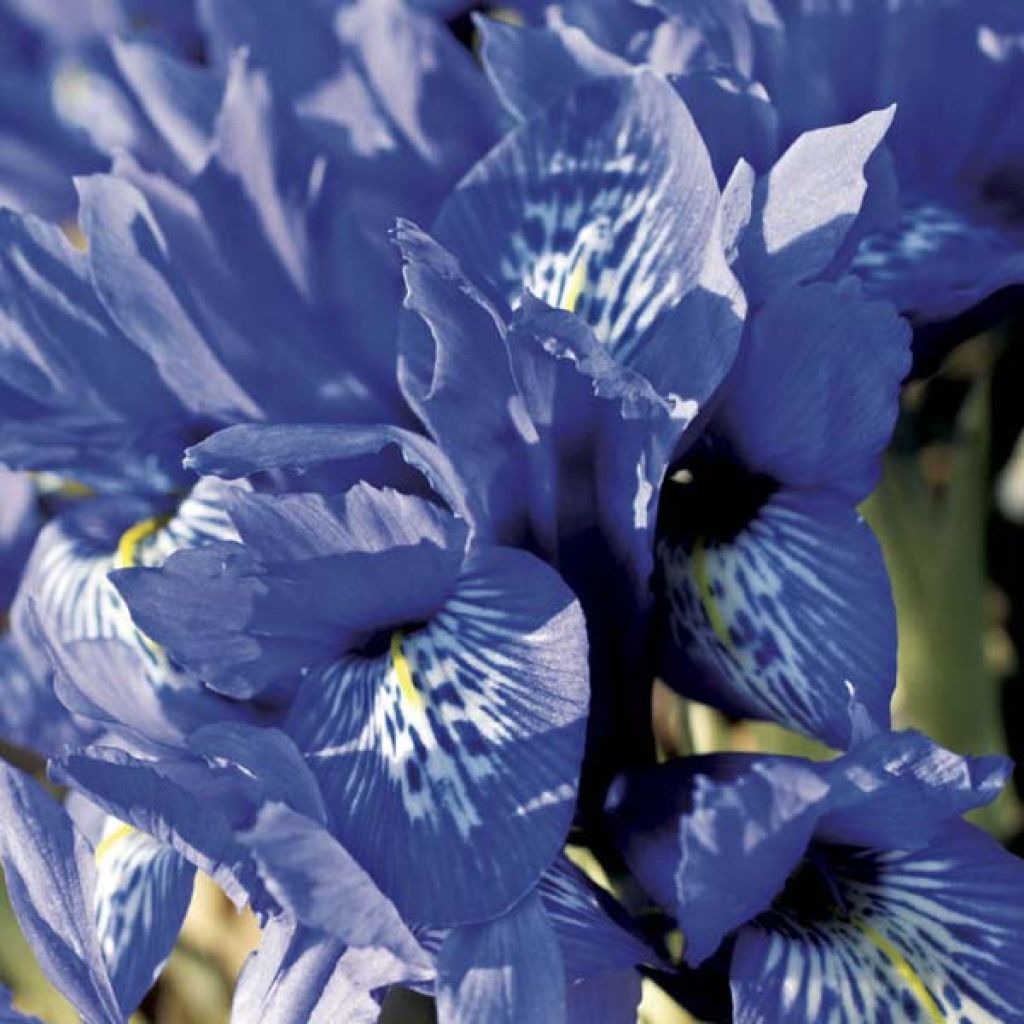 Iris reticulata Harmony - Netiris