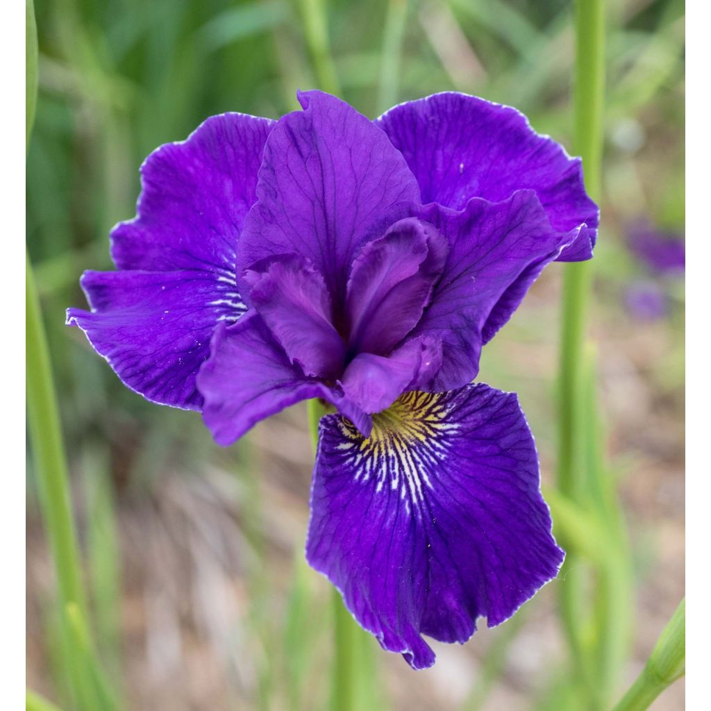 Iris sibirica Ruffled Velvet - Siberische iris