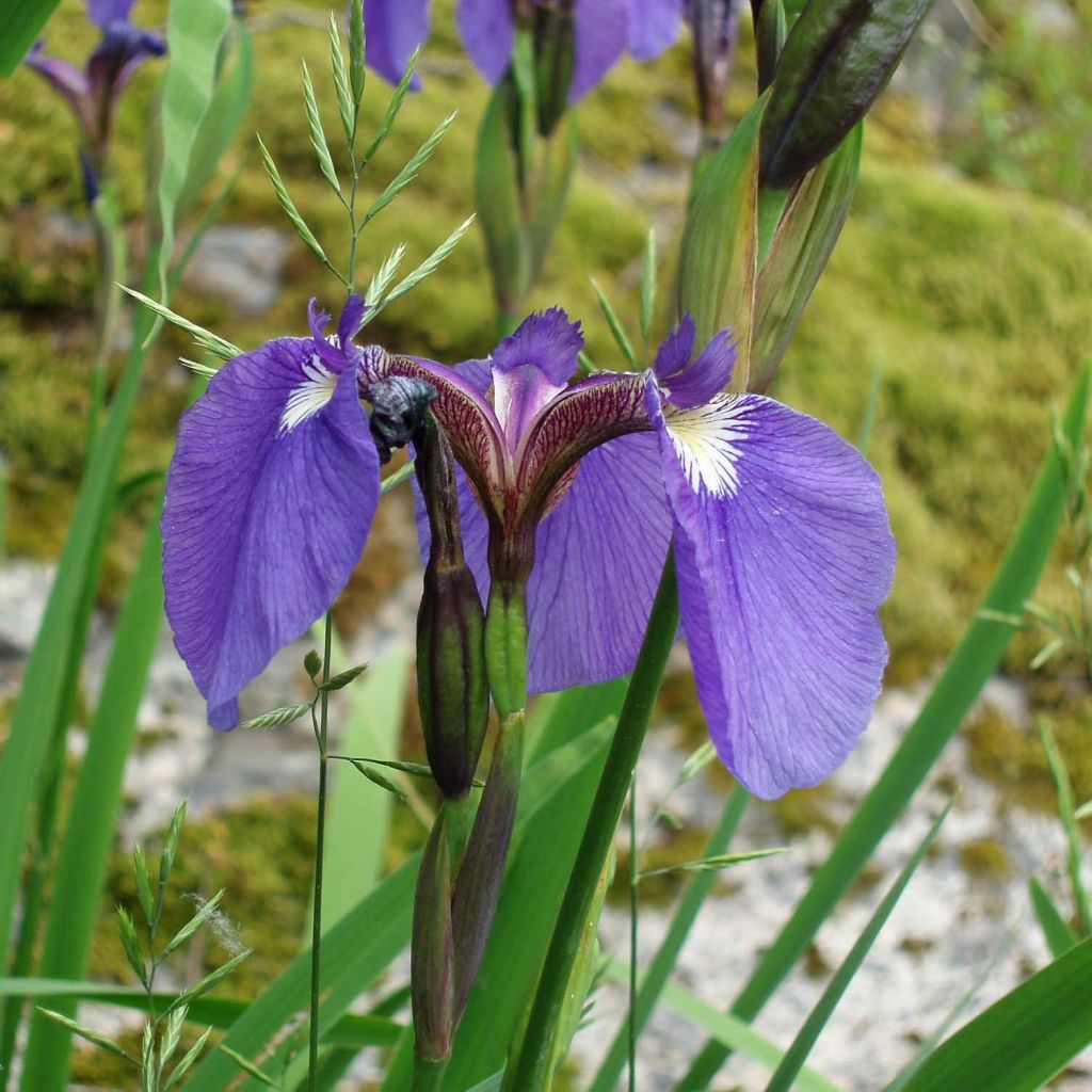 Iris setosa - Borstelige iris