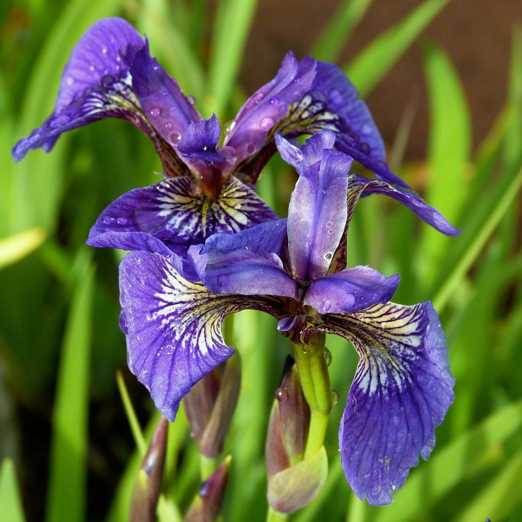 Iris setosa - Borstelige iris