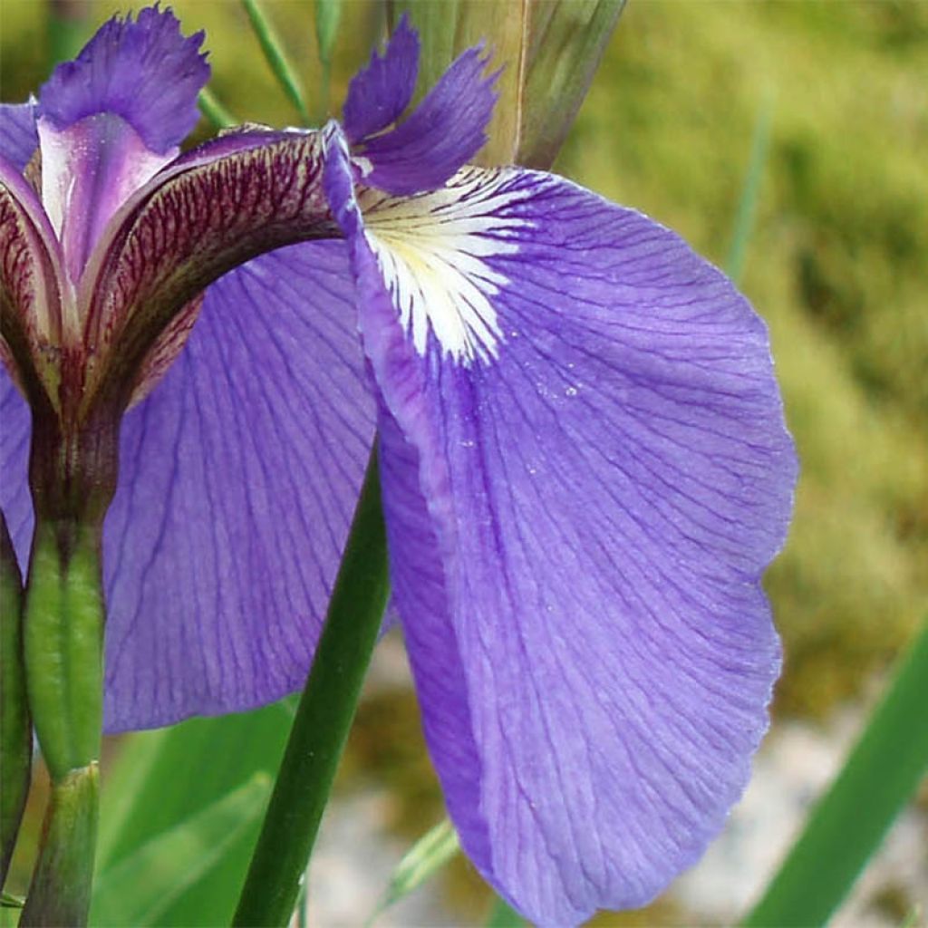 Iris setosa - Borstelige iris