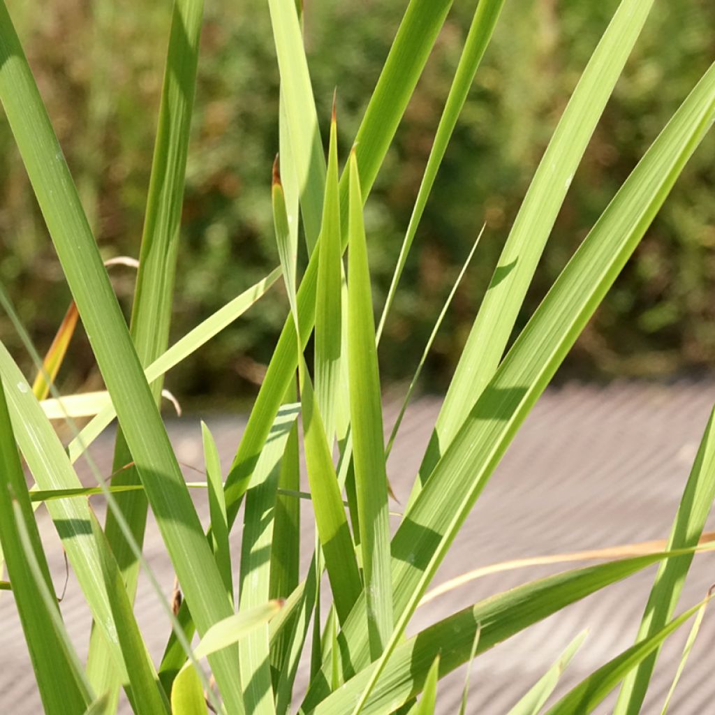 Iris sibirica Concord Crush - Siberische iris