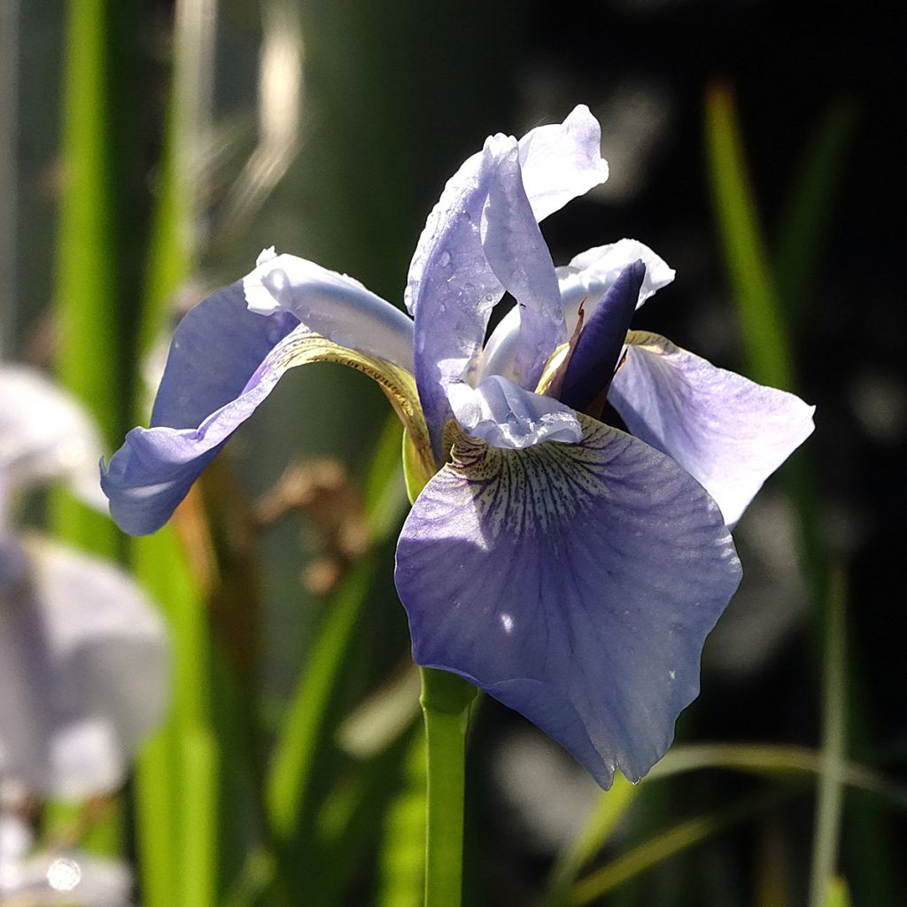 Iris sibirica Perrys Blue - Siberische iris