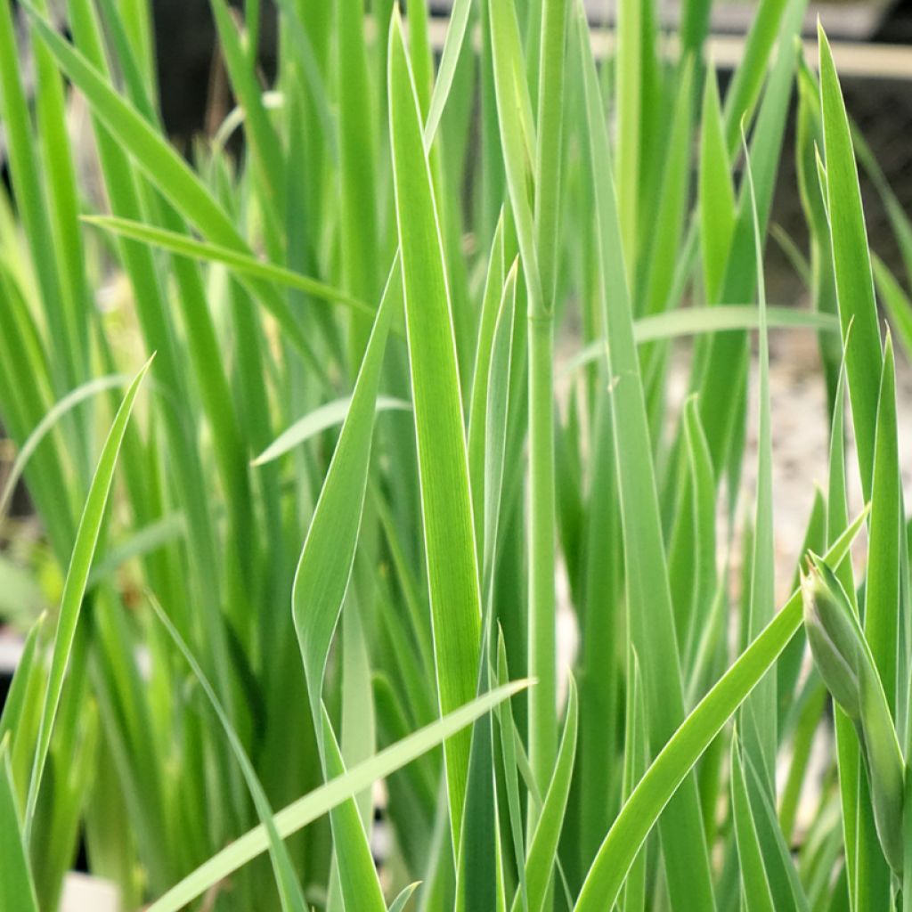 Iris sibirica Persimmon - Siberische iris