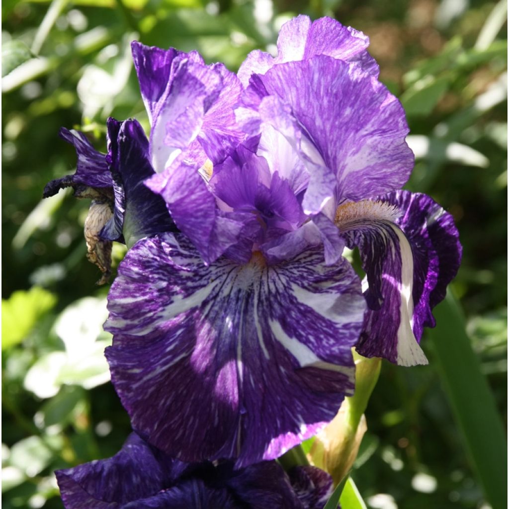 Iris germanica Batik - Baardiris