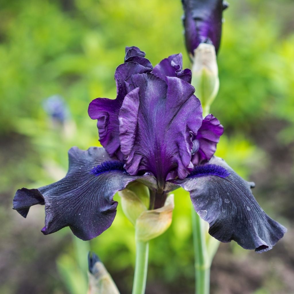 Iris germanica Black Night - Baardiris