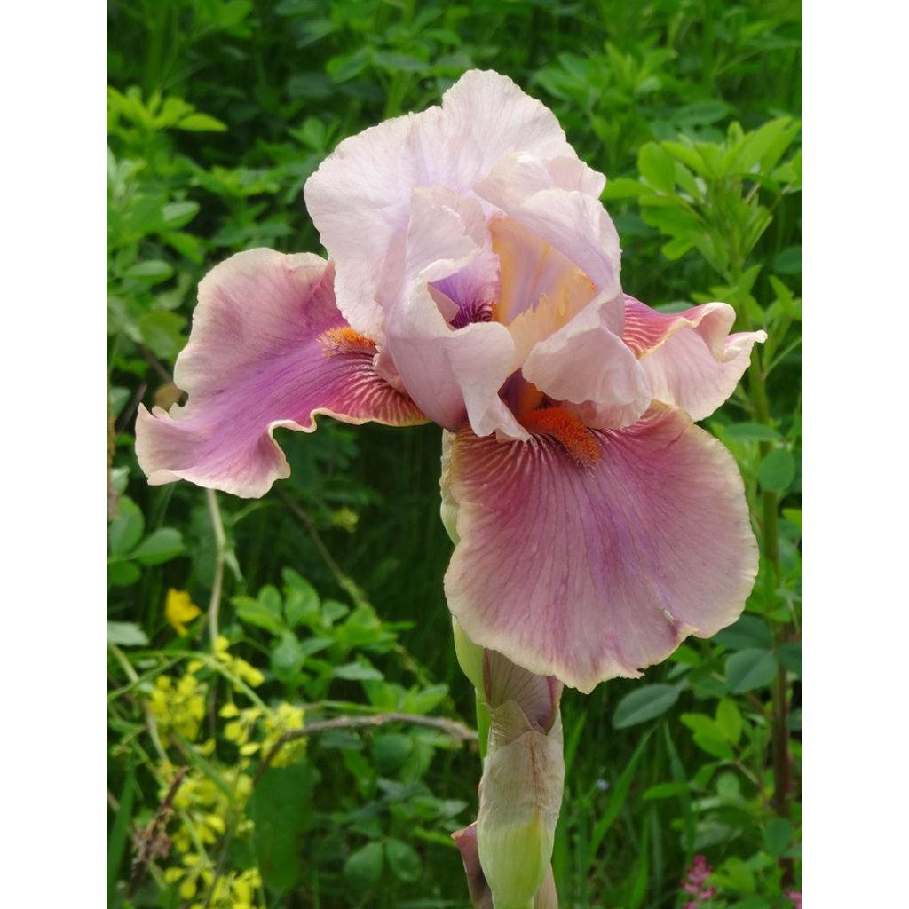 Iris germanica Cameo Wine - Baardiris
