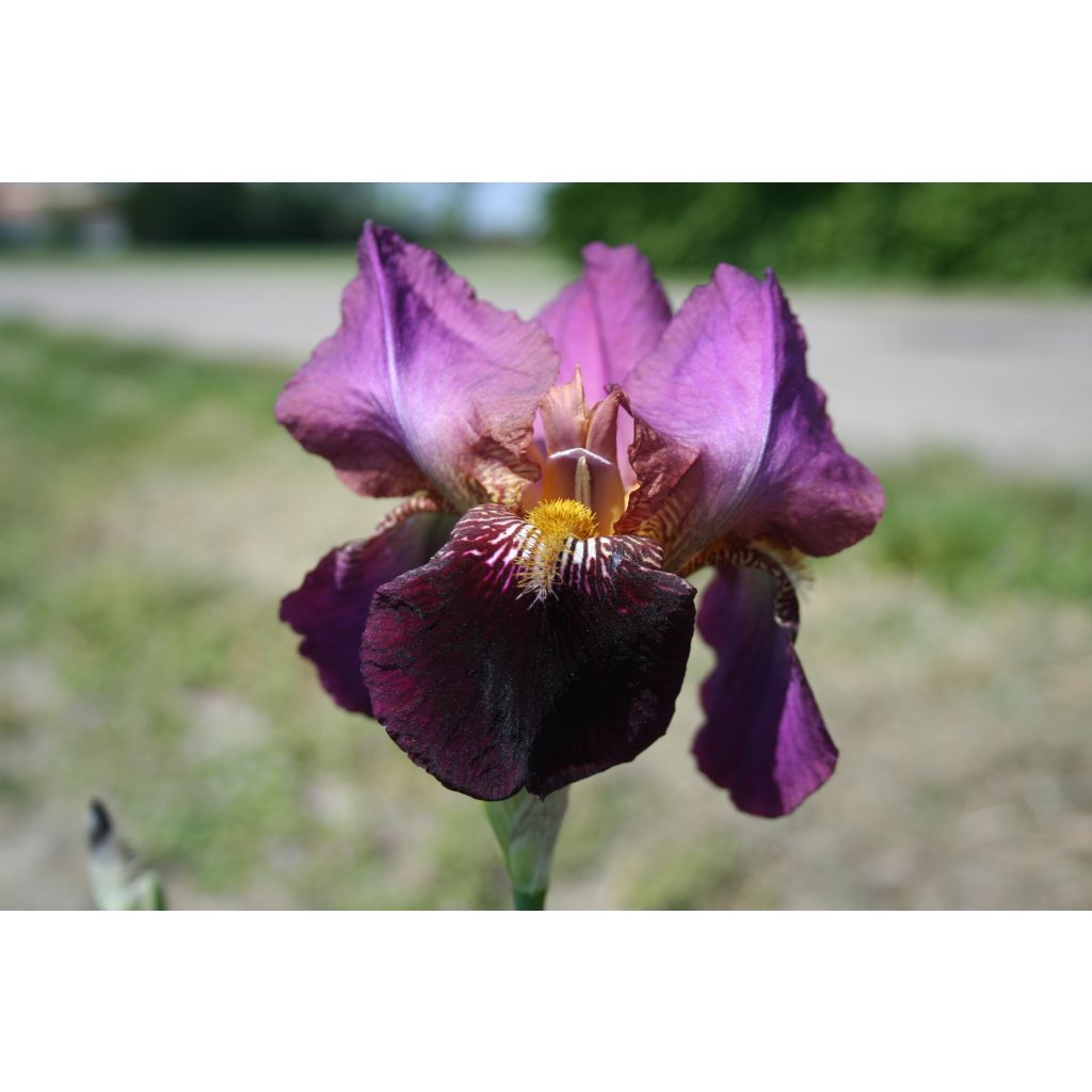 Iris germanica Fiery Temper - Baardiris