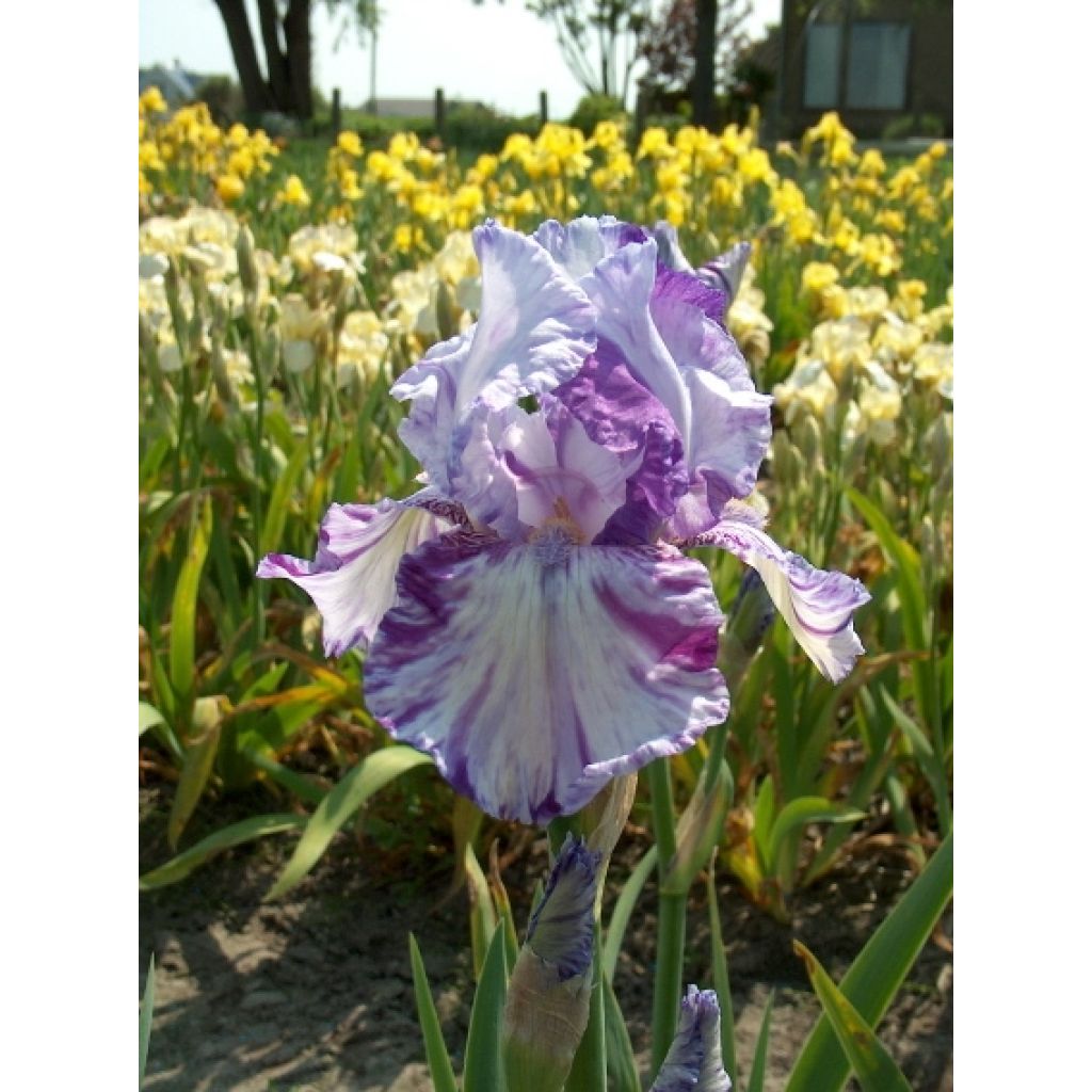 Iris germanica Batik - Baardiris