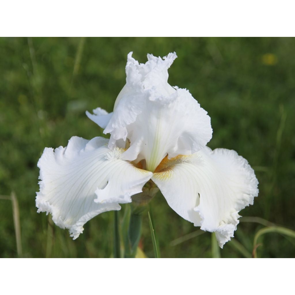 Iris germanica Laced Cotton - Baardiris