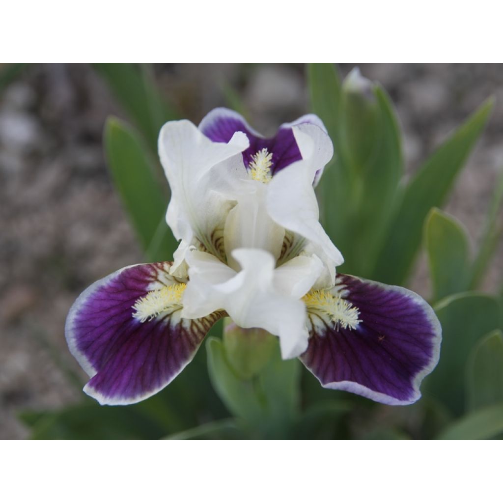 Iris germanica Making Eyes - Baardiris