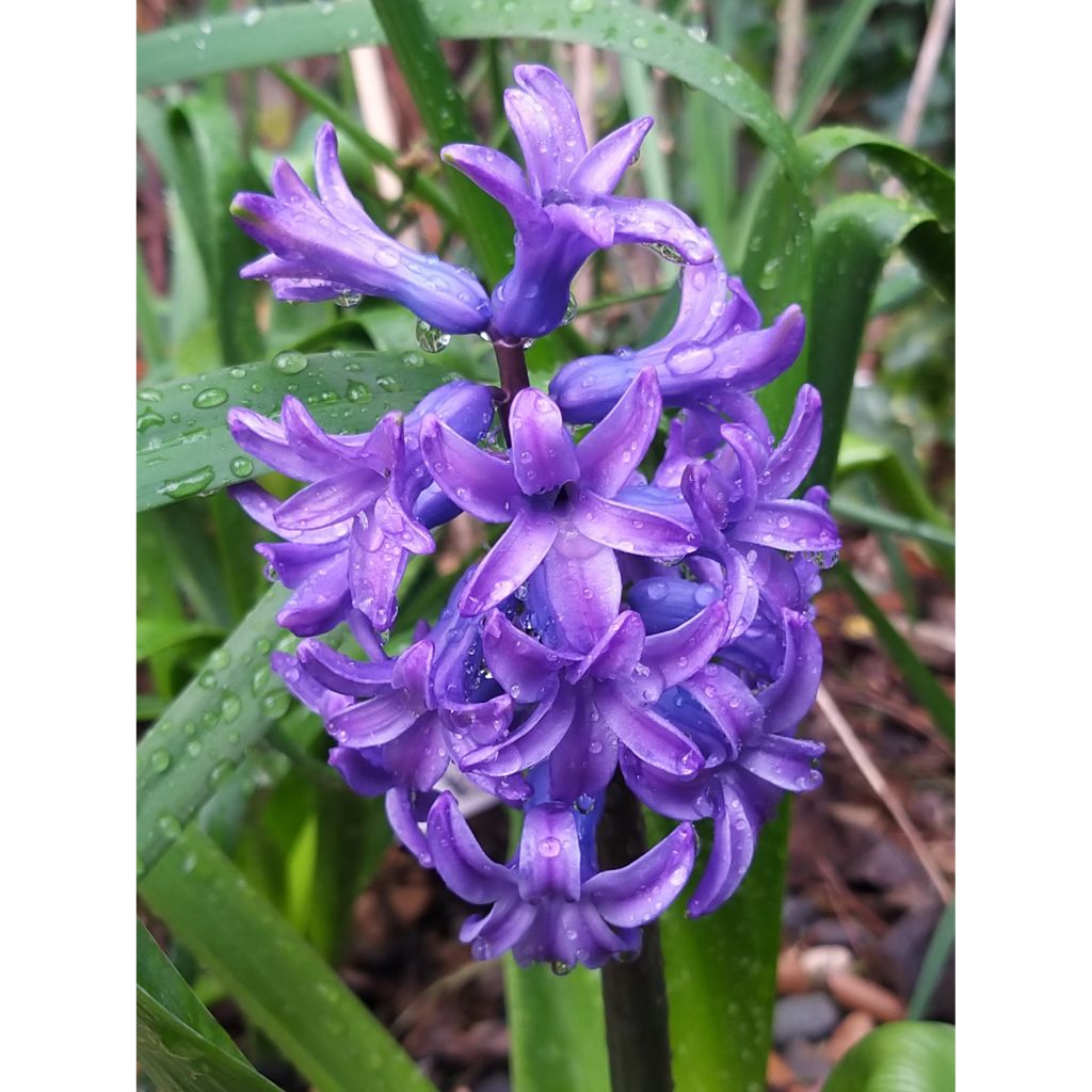 Hyacint Delft Blue - Hyacinthus orientalis