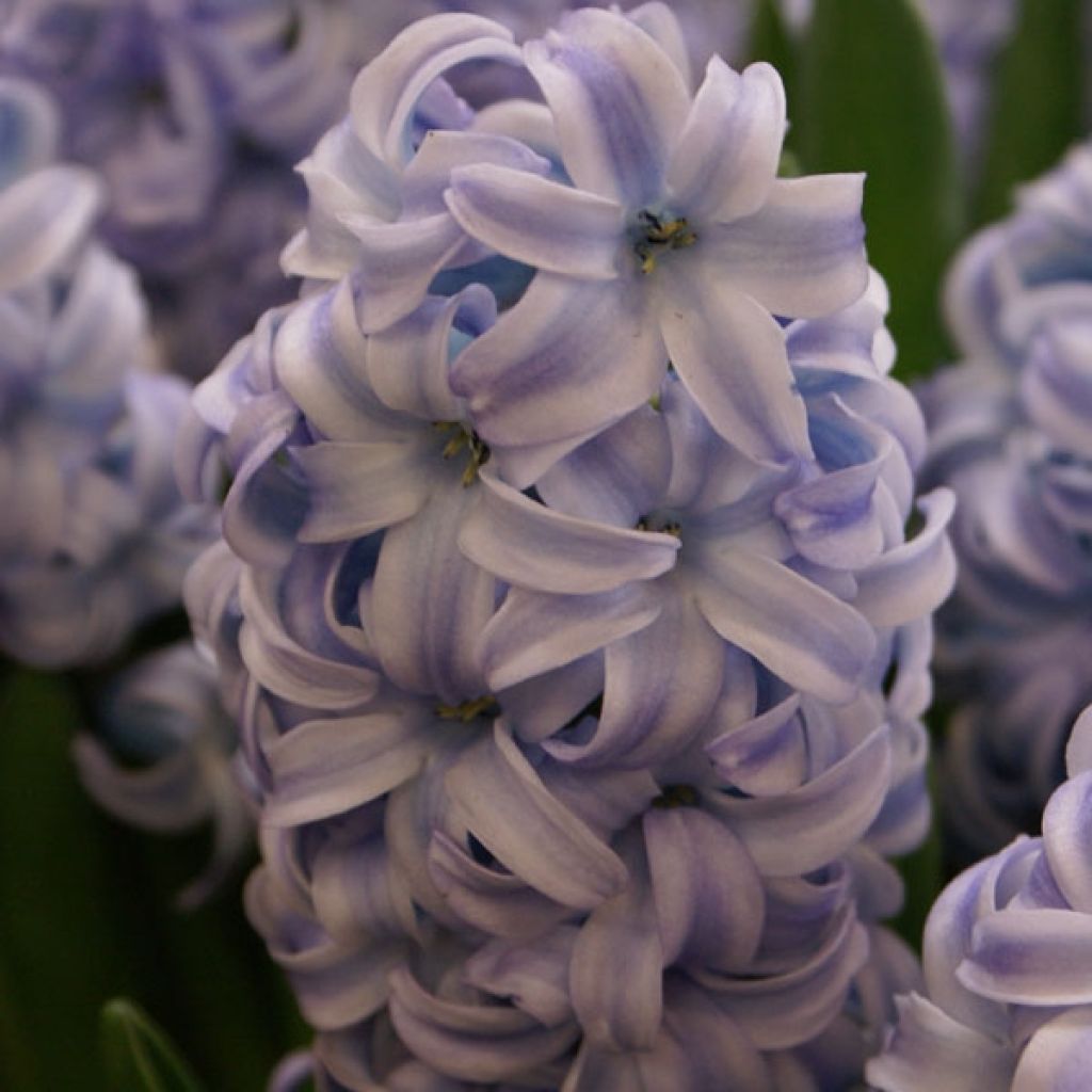 Hyacint Sky Jacket - Hyacinthus orientalis
