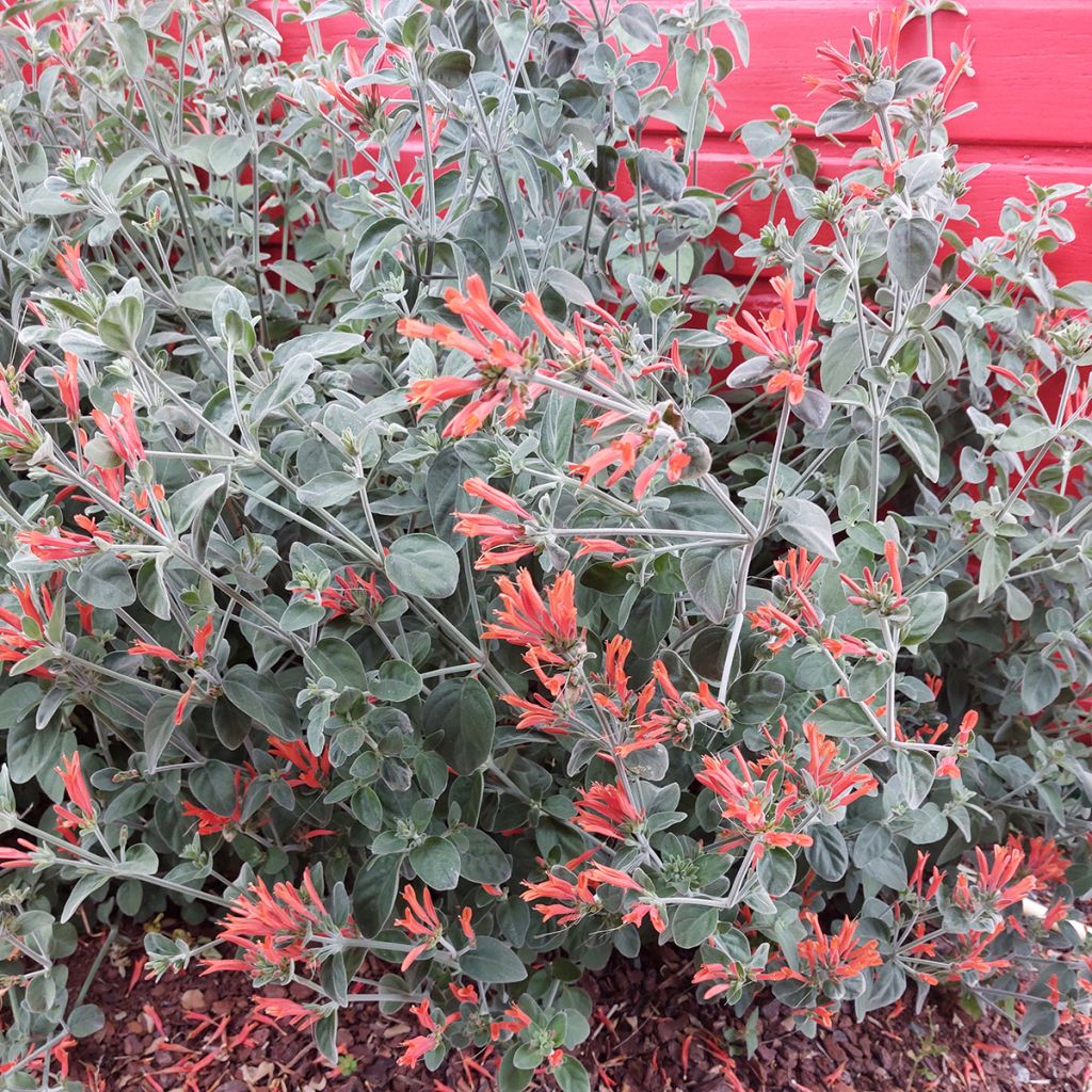 Dicliptera suberecta - Jacobinia