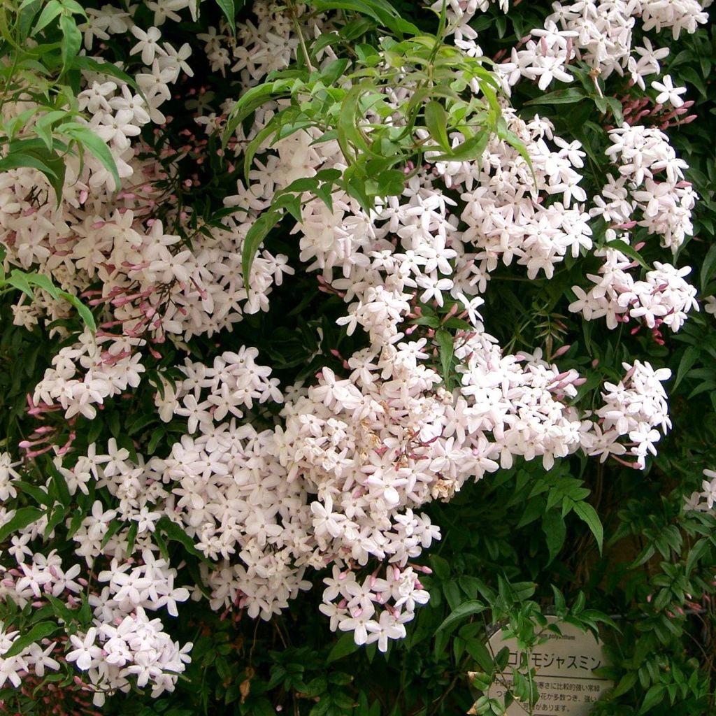 Jasminum polyanthum - Roze jasmijn